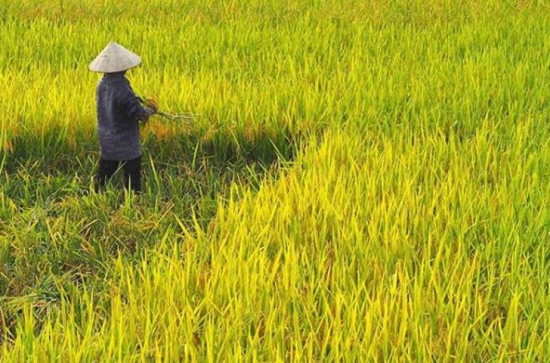Harvesting-in-Duong-Lam-village